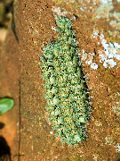 FIGURE 2e FIGURE 2e